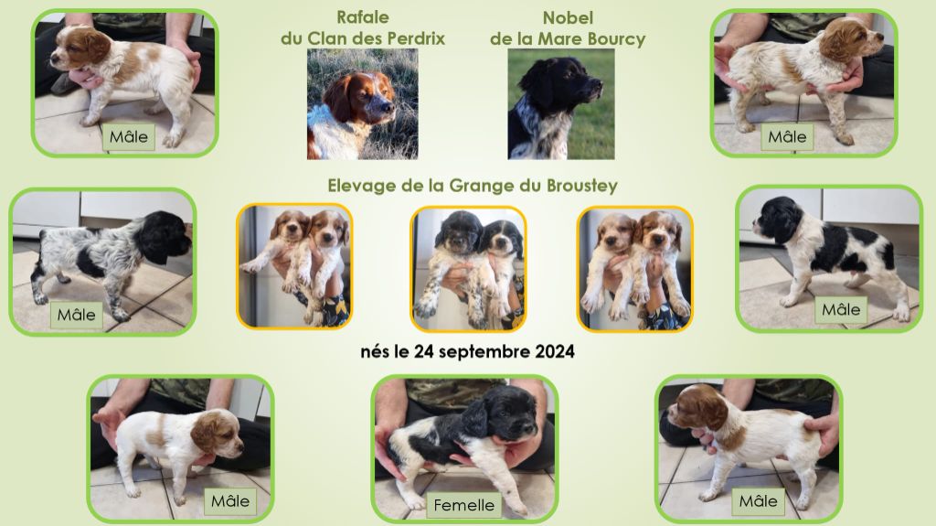 chiot Epagneul Breton De La Grange Du Broustey